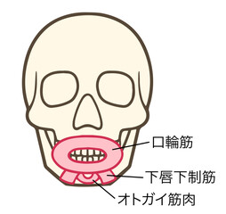 下唇下制筋、オトガイ筋肉、口輪筋