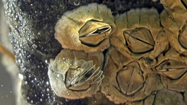 Enchanting view of Balanus glandula, small acorn barnacles underwater, clinging tightly to a submerged surface, displaying their hard, volcano-shaped shells.