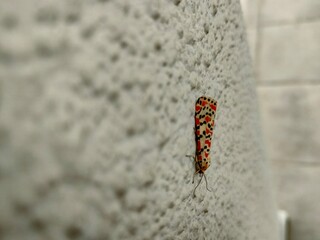 Butterfly close up