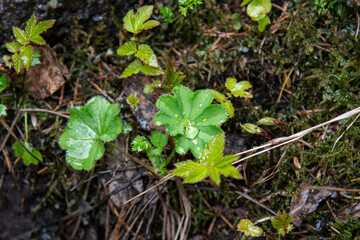 plant growing in the garden