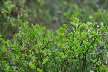 green grass with dew drops