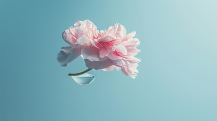 pink and white rose petals on a light blue background, mental health