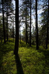 forest in the morning