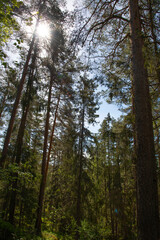 trees in the forest
