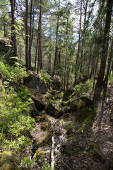 forest in the mountains