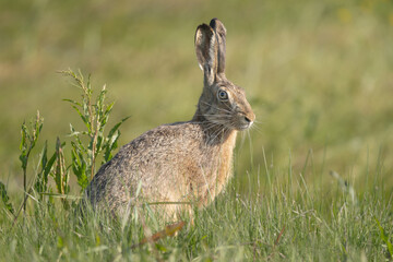 European hare, Brown hare - Lepus europaeus on green meadow. Photo from Warta Mouth National Park in Poland.