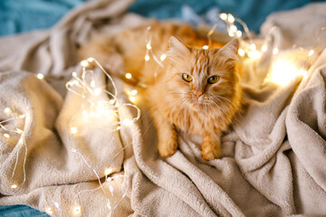 Ginger cute fluffy cat lies on the bed with a birch-colored sheet and a soft, cozy blanket with New...