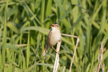 Sedge warbler - Acrocephalus schoenobaenus perched, singing at green grass in background. Photo from Warta Mouth National Park in Poland.