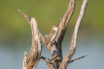 Singing Sedge warbler - Acrocephalus schoenobaenus perched between branches at green background. Photo from Warta Mouth National Park in Poland.	