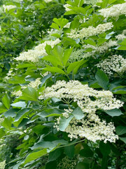flowering Black sambucus (Sambucus nigra)