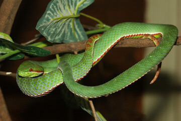The pope green pit viper snake in forest