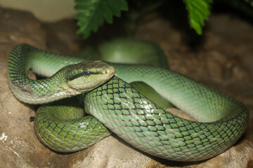 Close up head red tailed rat snake in garden