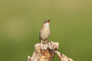 Sedge warbler - Acrocephalus schoenobaenus perched , singing at green background. Photo from Warta Mouth National Park in Poland.