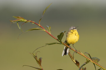 western yellow wagtail - Motacilla flava perched and singing at green background. Photo from Warta Mouth National Park in Poland.