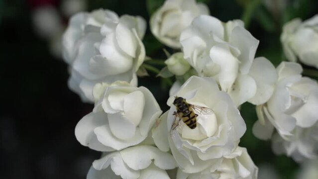 bee flying over fresh flower in slow motion