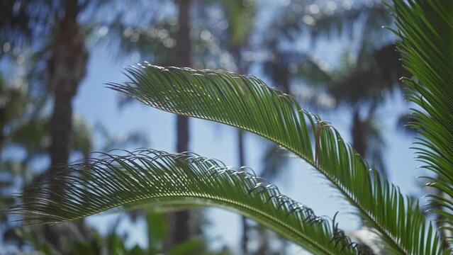Close-up of lush cycas palm frond against blurred tropical palm background with vivid sunlight.