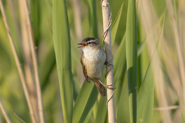 Sedge warbler - Acrocephalus schoenobaenus perched, singing at green grass in background. Photo from Warta Mouth National Park in Poland.