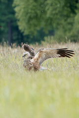 Western marsh harrier, Eurasian marsh harrier - Circus aeruginosus in landing with spread wings. Green background. Photo from Lubusz Voivodeship in Poland. Vertical.
