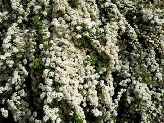 Bush with lush white flowers