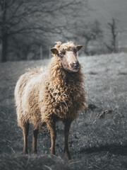 Ein Schaf steht alleine auf einer Wiese