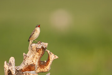 Sedge warbler - Acrocephalus schoenobaenus perched, singing at green background. Photo from Warta Mouth National Park in Poland. Copy space right side.