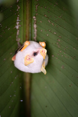 White bats (ectophylla alba) under a palm leaf in the rainforrest, Costa Rica