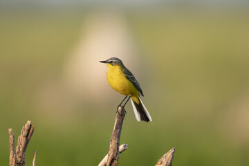 Fototapeta premium western yellow wagtail - Motacilla flava perched and singing at green background. Photo from Warta Mouth National Park in Poland. Songbirds.