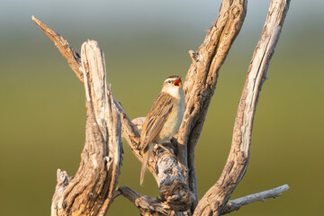 Sedge warbler - Acrocephalus schoenobaenus perched, singing at green background. Photo from Warta...