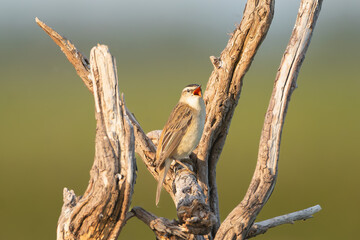 Sedge warbler - Acrocephalus schoenobaenus perched, singing at green background. Photo from Warta Mouth National Park in Poland. Songbird.