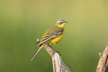 western yellow wagtail - Motacilla flava perched at green background. Photo from Warta Mouth National Park in Poland. Songbirds.