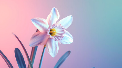 Naklejka premium A white daffodil flower in 3D surreal style on gradient holographic pink and blue background with copy-space for text. Background series for summer and spring floral.