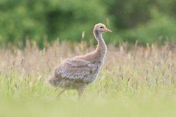 Common crane, Eurasian crane - Grus grus cute chick walking in green grass with meadow in background. Photo from Lubusz Voivodeship in Poland.	