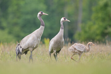 Fototapeta premium Common cranes, Eurasian cranes - Grus grus family, two adults and chick on green grass with meadow in background. Photo from Lubusz Voivodeship in Poland.