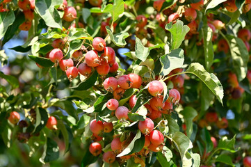 Paradis (crabapple) apple tree