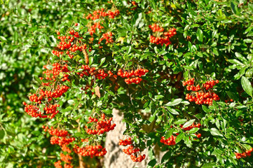 Rowan berries, Mountain ash (Sorbus) tree
