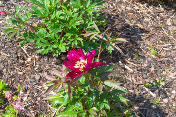 Itoh Paeonia morning lilac