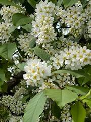 Landscapes, nature, greenery, trees, flowers, grass