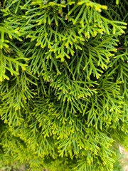 Landscapes, nature, greenery, trees, flowers, grass