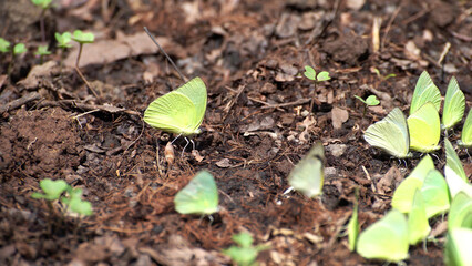 Group of yellow butterfly setting on ground.