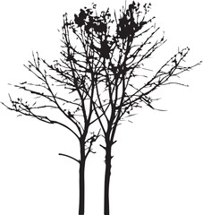 Obraz premium silhouette of tree