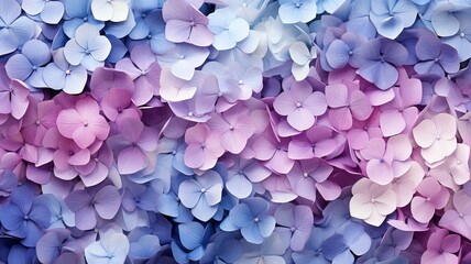 hydrangea flowers of blue and purple color close up