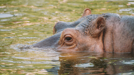 hippopotamus in water