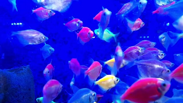 a group of GloFish, which are genetically engineered zebrafish, swimming vibrantly against a deep blue backdrop.