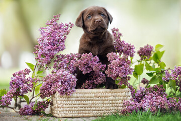 cute chocolate labrador puppy sitting on a small basket with blooming lilac flowers