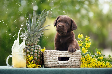 chocolate labrador puppy posing with pineapple juice splashing in the glass outdoors in summer
