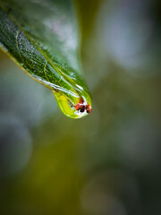 Close Up Photo Of Water Droplets On A Leaf