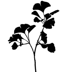 Silhouette illustration of Ginkgo biloba leaves With transparent background