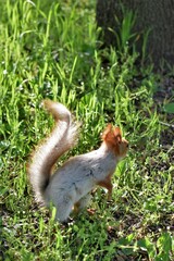 squirrel in the park