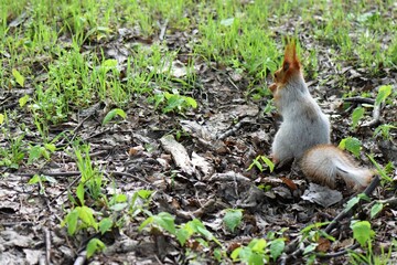 squirrel in the park