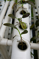 Red tatsoi seeds